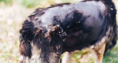 Study shows value of transverse sectioning for canine alopecia